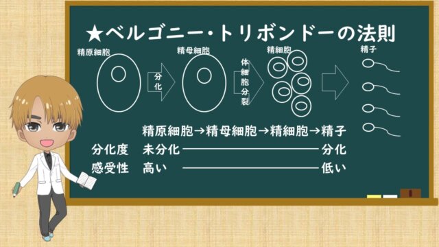 組織レベルの影響 放射線技師学生の予備校「ラジよび」